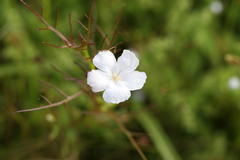 Rhamphicarpa longiflora